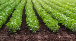 loren ipsun dolor atme loren ipsun